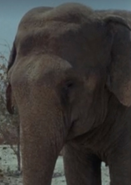 Modoc the Elephant photo
