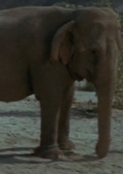 Modoc the Elephant photo
