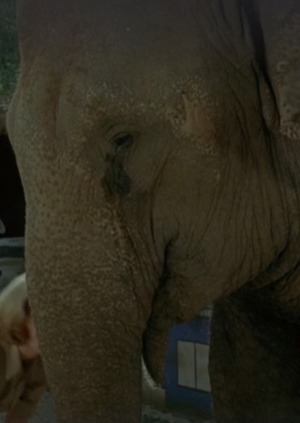 Modoc the Elephant photo