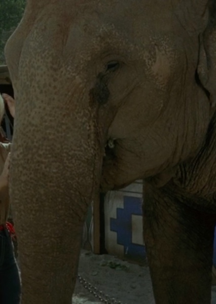 Modoc the Elephant photo