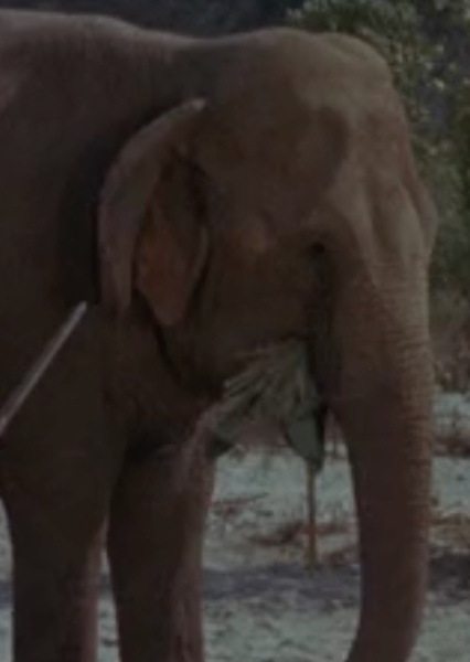 Modoc the Elephant photo