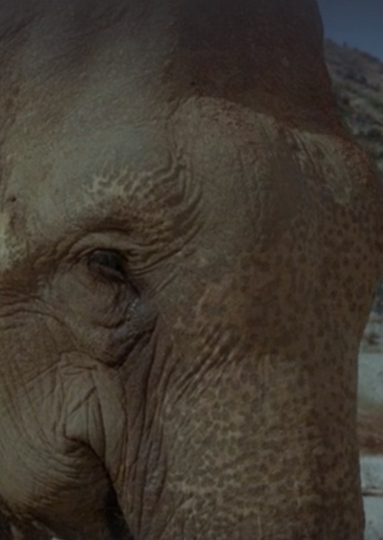 Modoc the Elephant photo