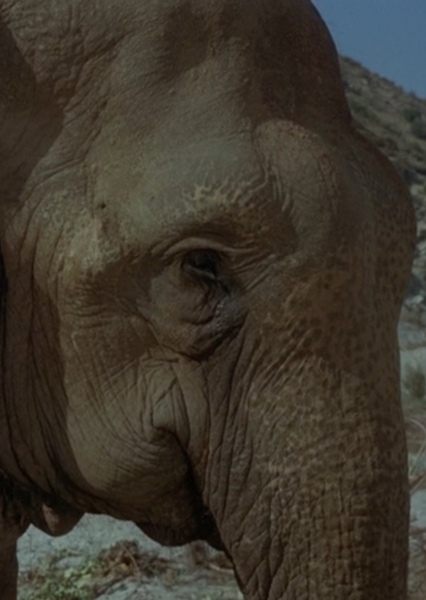 Modoc the Elephant photo