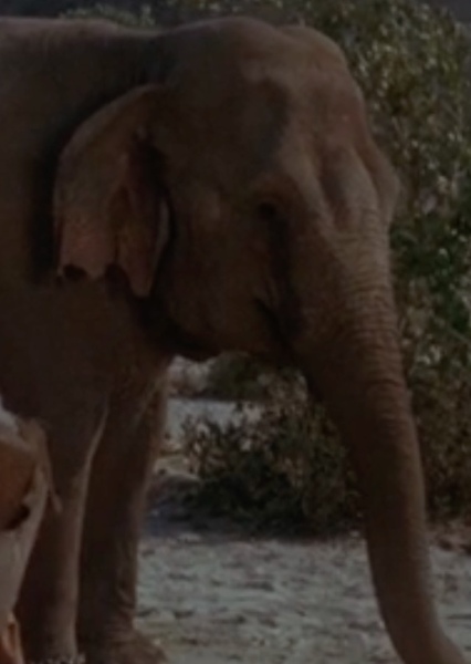 Modoc the Elephant photo