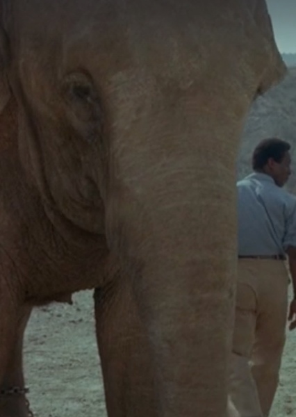 Modoc the Elephant photo