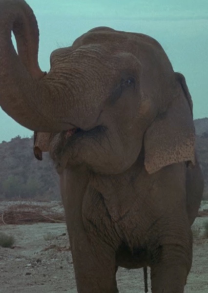 Modoc the Elephant photo