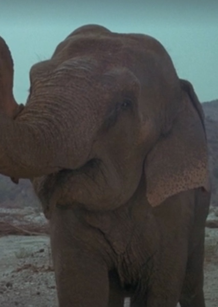 Modoc the Elephant photo