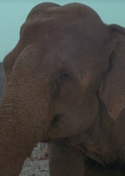 Modoc the Elephant photo