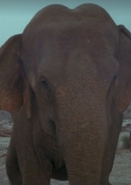 Modoc the Elephant photo
