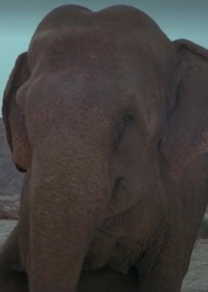 Modoc the Elephant photo