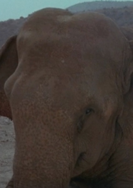 Modoc the Elephant photo