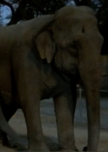 Modoc the Elephant photo