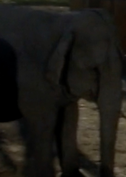 Modoc the Elephant photo