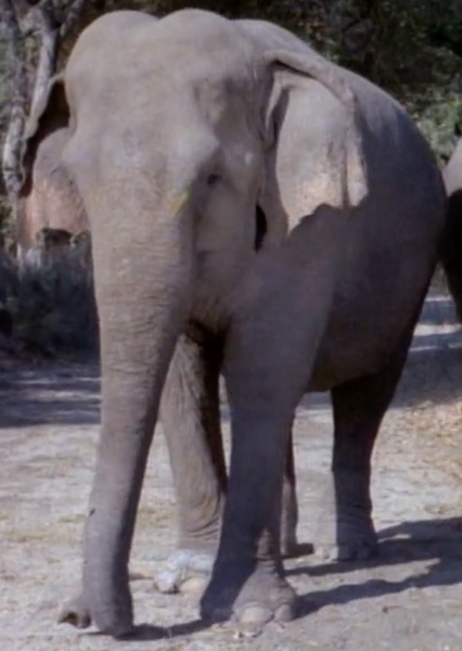 Modoc the Elephant photo