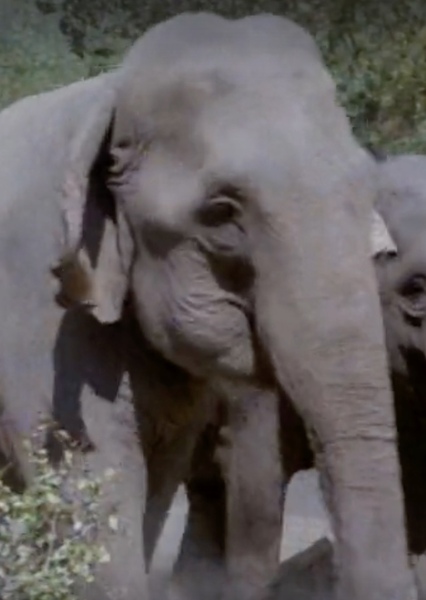 Modoc the Elephant photo