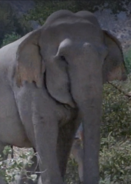 Modoc the Elephant photo