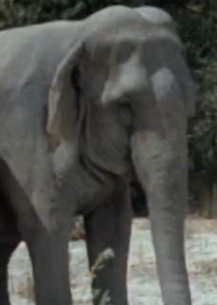 Modoc the Elephant photo