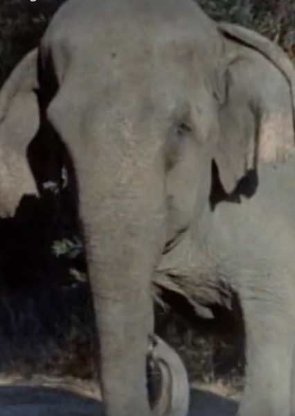 Modoc the Elephant photo