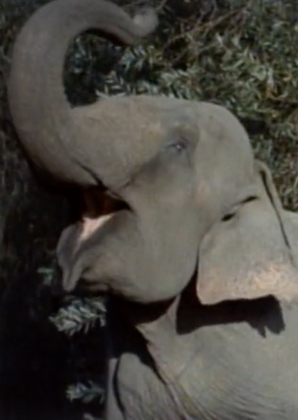 Modoc the Elephant photo