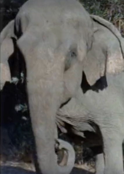 Modoc the Elephant photo