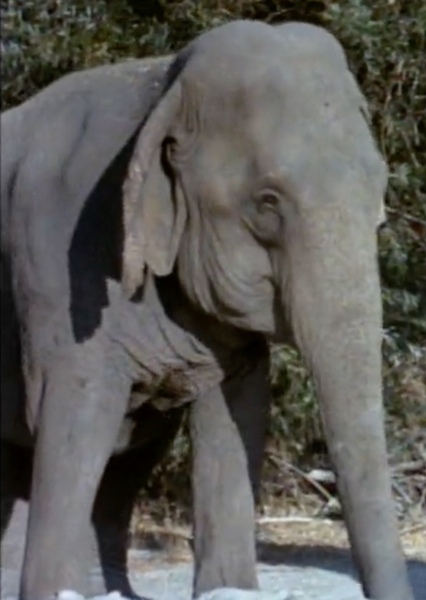 Modoc the Elephant photo