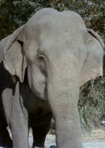 Modoc the Elephant photo