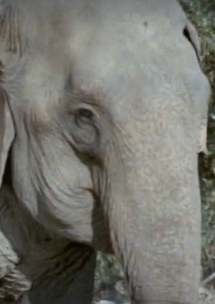 Modoc the Elephant photo