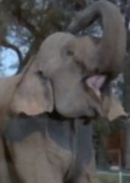 Modoc the Elephant photo