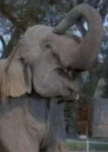 Modoc the Elephant photo