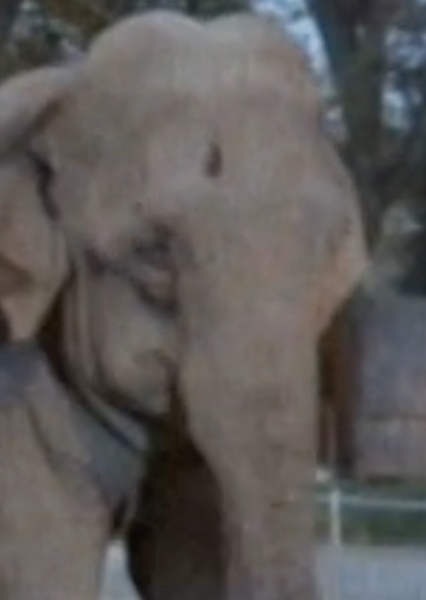 Modoc the Elephant photo