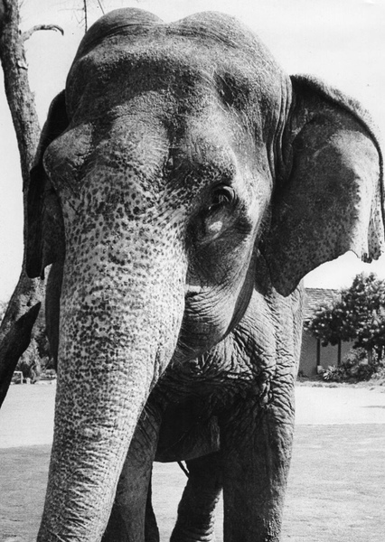 Modoc the Elephant photo