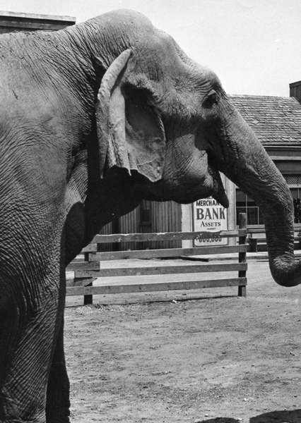 Modoc the Elephant photo
