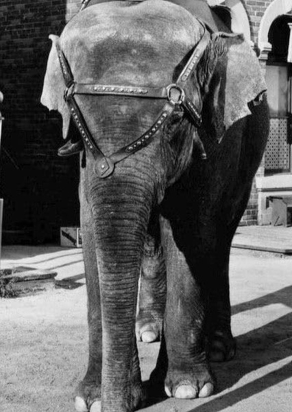 Modoc the Elephant photo