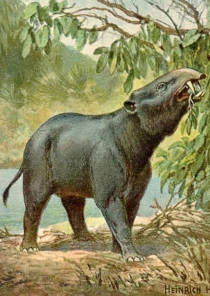 Moeritherium photo