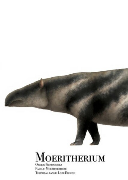 Moeritherium photo