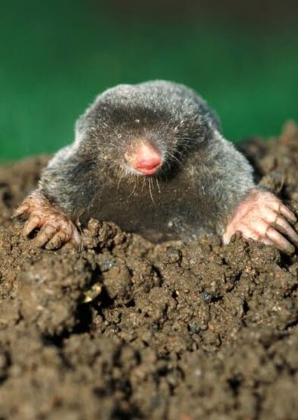 Mole Hill