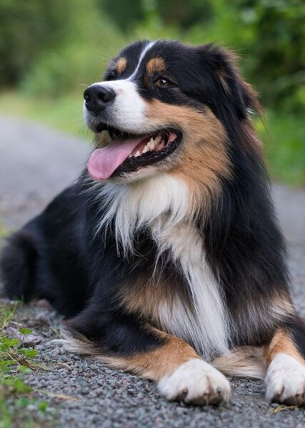 mongrel dog