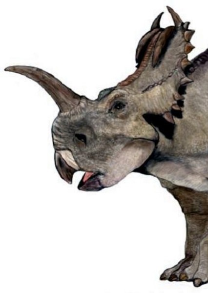 Monoclonius photo