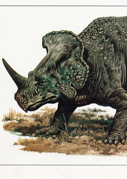 Monoclonius photo