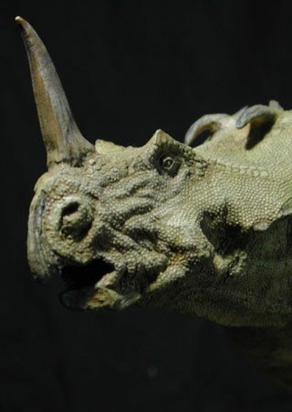 Monoclonius photo