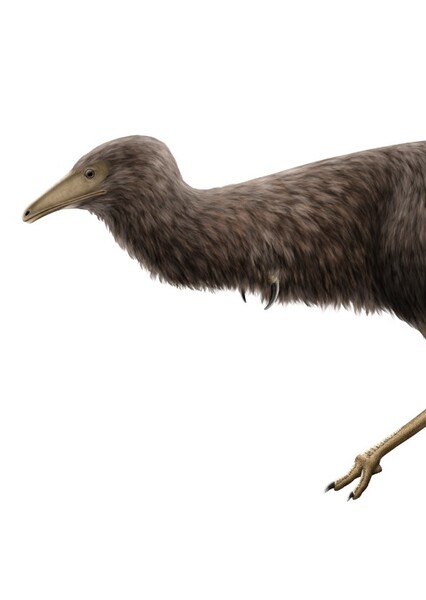 Mononykus photo