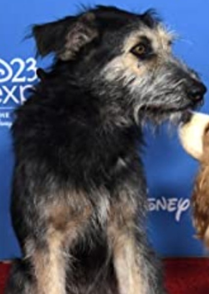 Monte (Dog) photo