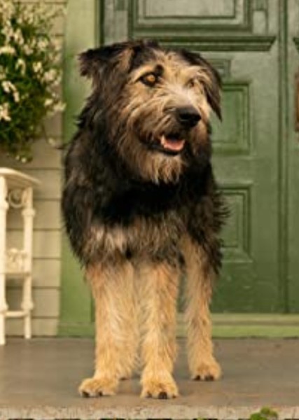 Monte (Dog) photo