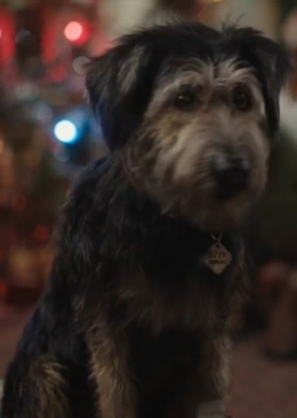 Monte (Dog) photo