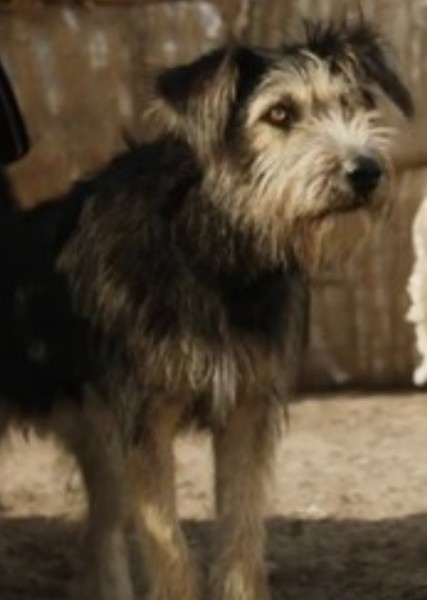 Monte (Dog) photo
