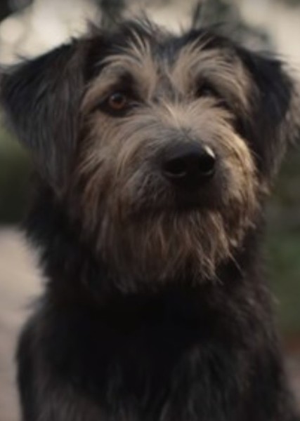 Monte (Dog) photo