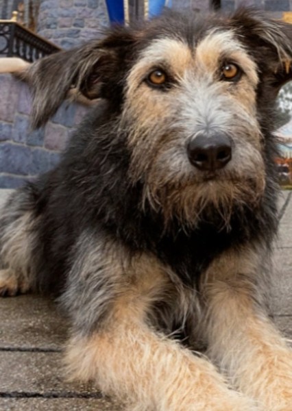 Monte (Dog) photo