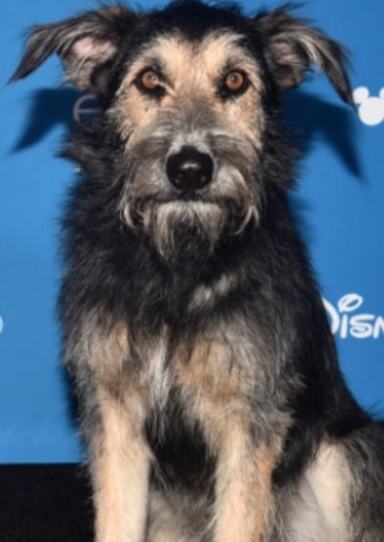 Monte (Dog)