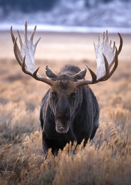 Moose photo