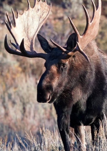 Moose photo